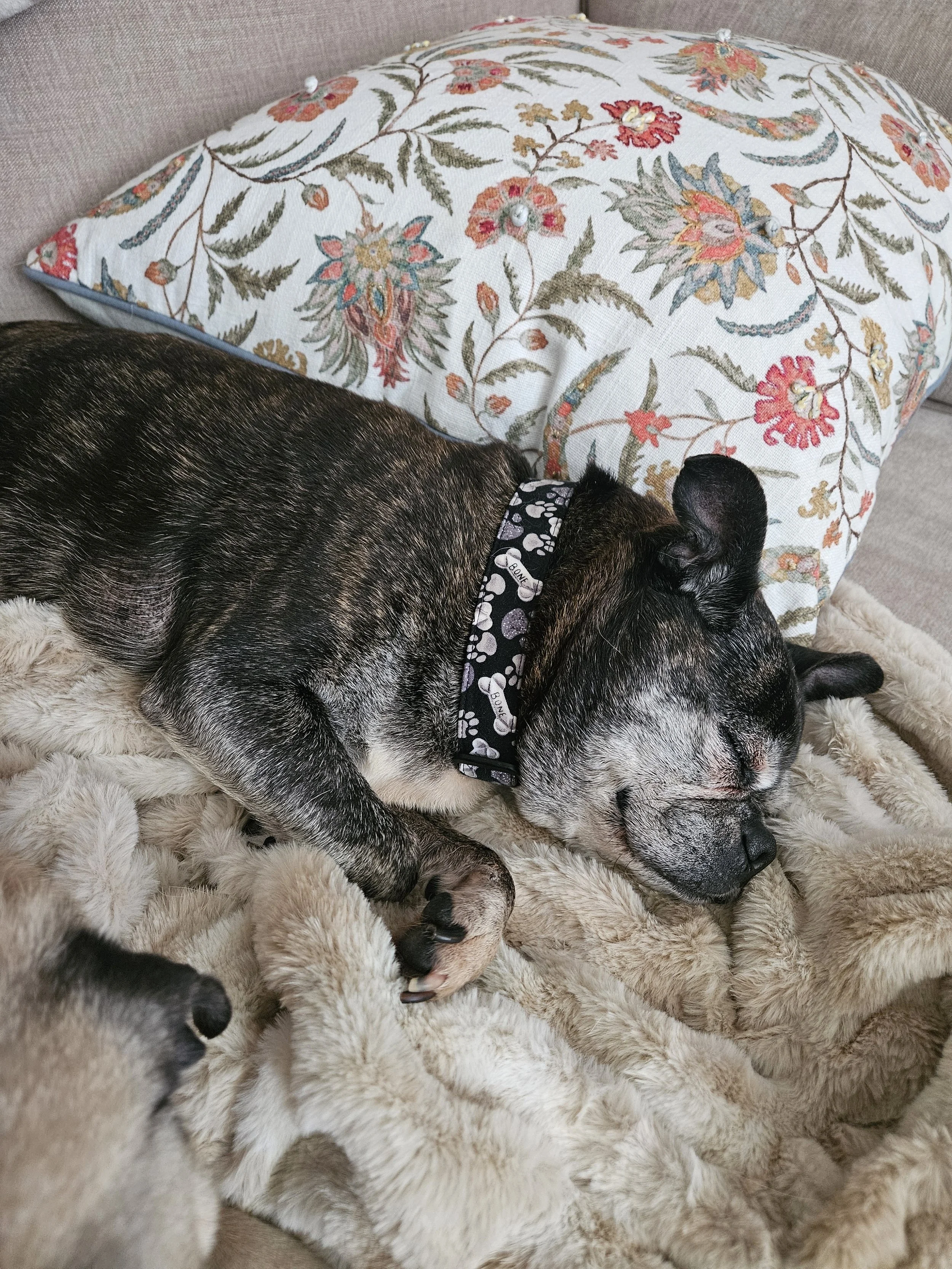 Jaxx — DFW Pug Rescue